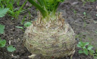 Cần tây rễ: kỹ thuật trồng từ hạt sang củ cải