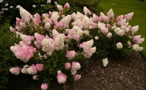 Hydrangea paniculata - varieties with photos