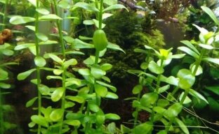 Бакопа Мадагаскар - необходимо и полезно растение за аквариум
