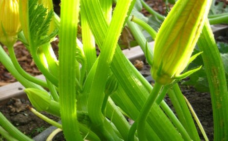 Warum unfruchtbare Blumen auf Zucchini erscheinen und wie man damit umgeht