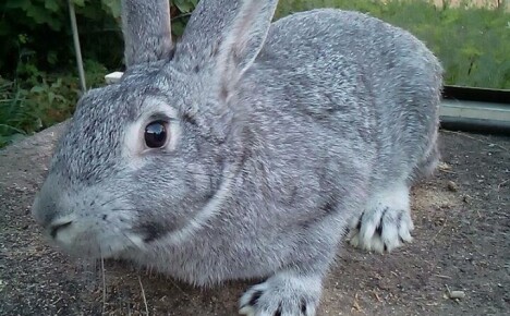 Успешно отглеждане на зайци от съветската порода чинчила