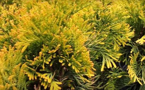What attracts us to thuja western Yellow Ribbon?