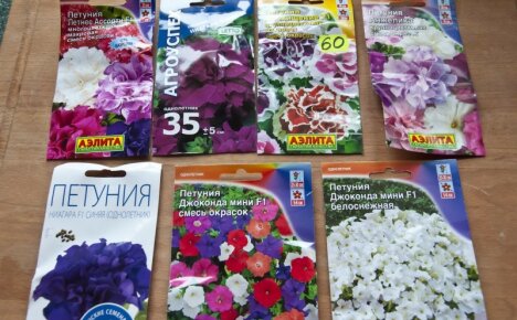Growing petunias starts with the right purchase - how to choose petunia seeds
