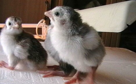 How is the incubation of guinea fowls in home and farm breeding