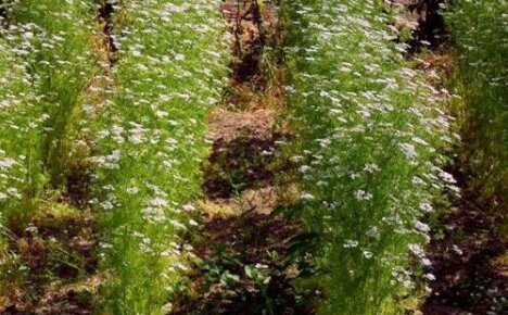 Växande aromatisk koriander: när, var och hur man planterar