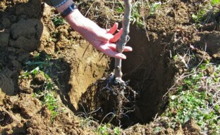 Plantar uma muda de pera em terreno aberto