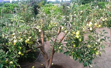 Методи за борба с вредителите и болестите по ябълките