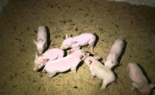 Atkreipkite dėmesį į progresyvią kiaulių auginimo praktiką