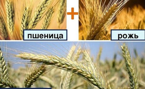Тритикале е хибрид от ръж и пшеница в полетата на нашата страна