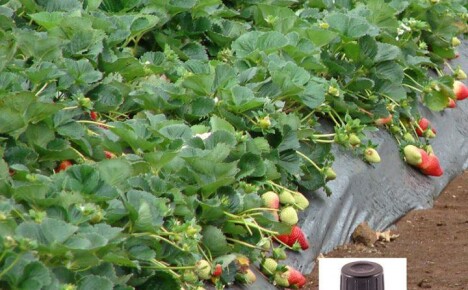 Mod invasionen af ​​skadedyr og udviklingen af ​​sygdomme fodrer vi jordbær med jod