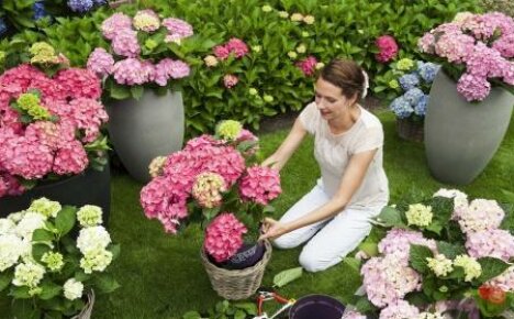 Hoe zorg je voor hortensia: kenmerken van het kweken van een tuin en kamerplant