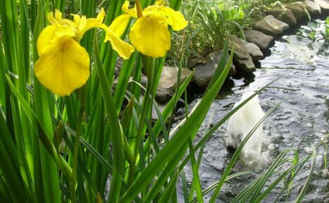 Kada saditi močvarnu iris - prirodni filter za ribnjak