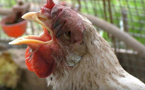 De vanligaste kycklingssjukdomarna, synliga symtom och behandlingar