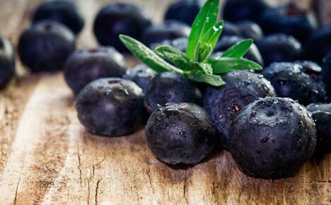Frozen blueberries: beneficial properties and techniques for freezing berries
