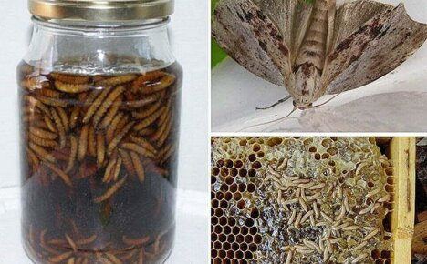 Kako koristiti zdravstvene prednosti voštanog moljca
