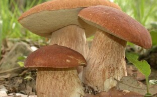Learn to pick mushrooms correctly without harming nature
