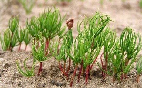Brad din semințe - secrete și metode de creștere