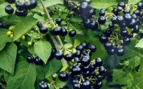 Stellen Sie sicher, dass Sie eine gesunde Beere auf dem Land pflanzen - Sunberry