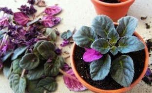 What to do with a discounted violet bought at a store?