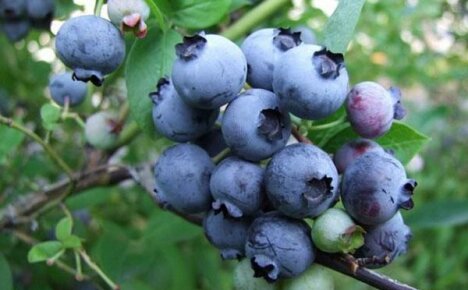 Spektakulære, men hårdføre blåbær: en beskrivelse af 8 populære sorter