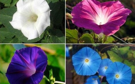Growing multifaceted morning glory in our country house