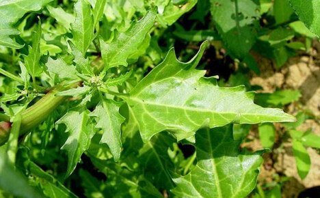 Useful properties of quinoa or when a weed becomes a companion