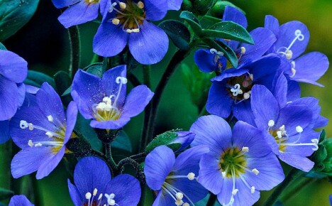 Iluzia spațiului și a sentimentului de profunzime - flori albastre și albastre într-un pat de flori monocrom