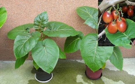 Árbol de tomate en casa: ¿es posible cultivar cyfomandra en una maceta?