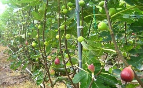 Un cordó horitzontal és la forma ideal de formar figues quan es cultiva en zones d’alt risc