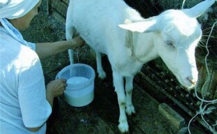 Creșterea caprelor pentru începători - creșterea randamentului de lapte