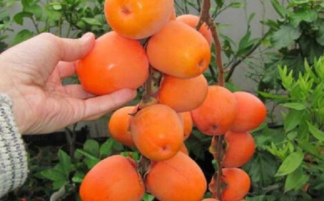 Persimmon - growing at home in detail