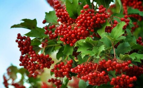 En medisin laget av naturen - rød viburnumbær, fordeler og skader