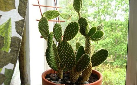 Thuis zorgen voor cactusvijg: voortplanting, water geven, voeren, temperatuur