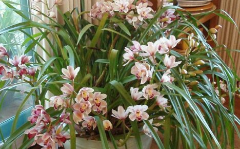 The most beautiful orchid - cymbidium, home care for a fragrant epiphyte