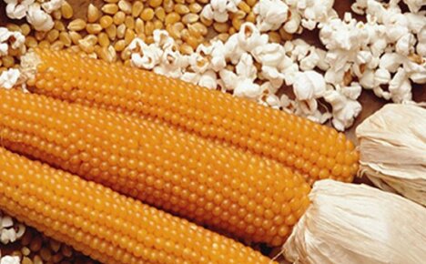 Att välja en lämplig mängd majs för popcorn och odla den på vår egen tomt
