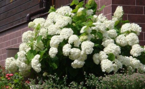 Pokok Hydrangea - varietas dengan foto, pilihan untuk tukang kebun amatur