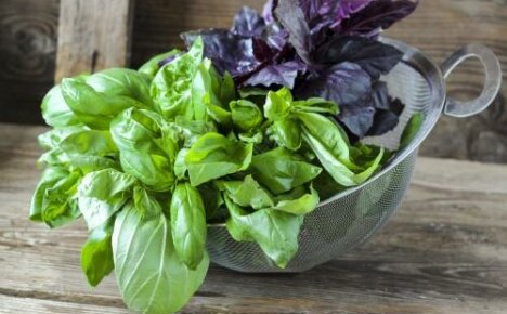 Why basil is useful - a healing herb from the garden under the window