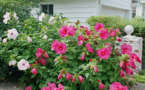 Žolinis hibiskas - sodinimas ir priežiūra, žydinčių gražuolių nuotraukos
