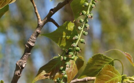 Medicinal properties of black poplar that men need to know