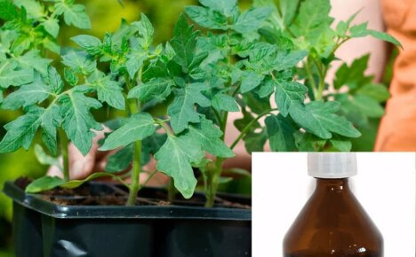 Uso activo de peróxido de hidrógeno para plantas en la habitación, jardín y huerto.
