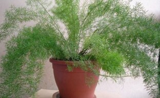 What indoor asparagus loves and how to care for a plant