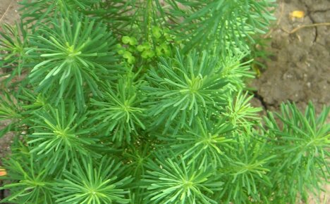 Subtiliteter og nyanser av å plante og ta vare på cypress milkweed for fargerik blomstring