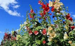 Voksende mallow i hagen: hemmeligheter med frodig blomstring