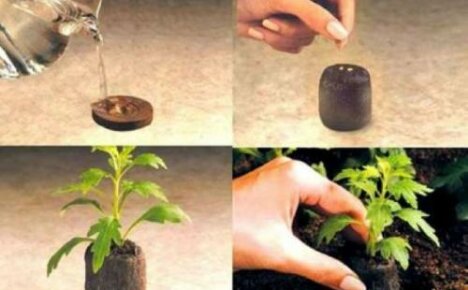 Come piantare i semi nelle compresse di torba e perché sono buoni