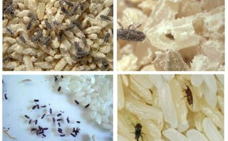 Wir sparen Lebensmittel - Rüsselkäfer in der Wohnung, wie man Schädlinge loswird