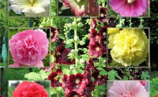Tipus i varietats de malva per al vostre jardí