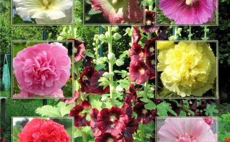 Видове и разновидности на слез за вашата градина