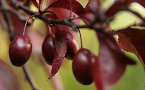 Red-leaved spreading plum - an elegant decoration of the garden