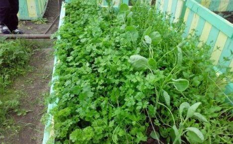 Planting parsley correctly