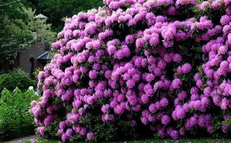 Rhododendron i Ural: stell og planting i et tøft klima
